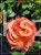 Róża wielkokwiatowa- Rosa IBIZA DENSIFLORA C4