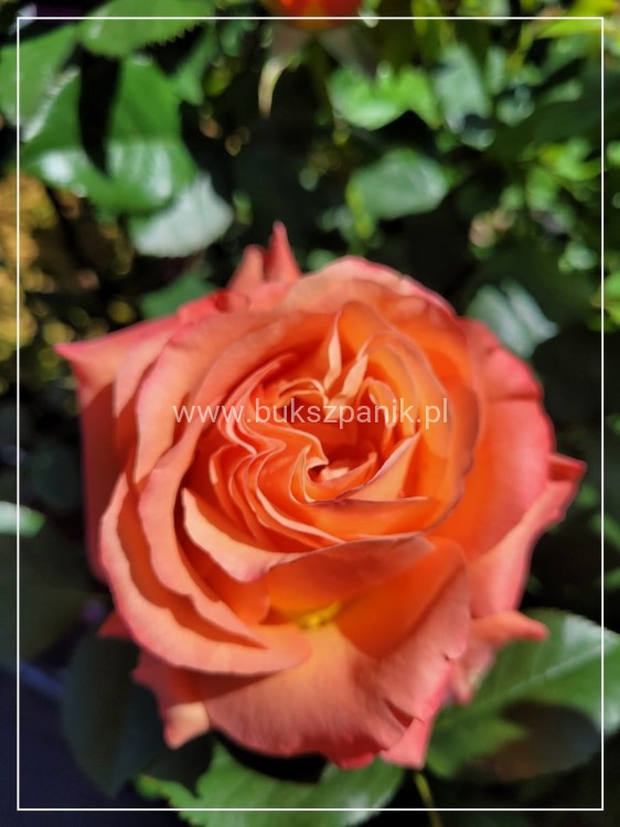 Róża wielkokwiatowa- Rosa IBIZA DENSIFLORA C4