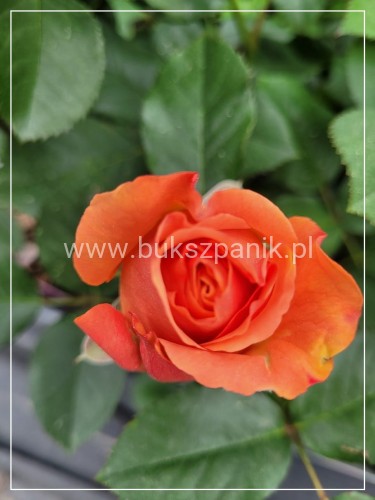 Róża wielkokwiatowa- Rosa IBIZA DENSIFLORA C4