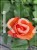 Róża wielkokwiatowa- Rosa IBIZA DENSIFLORA C4