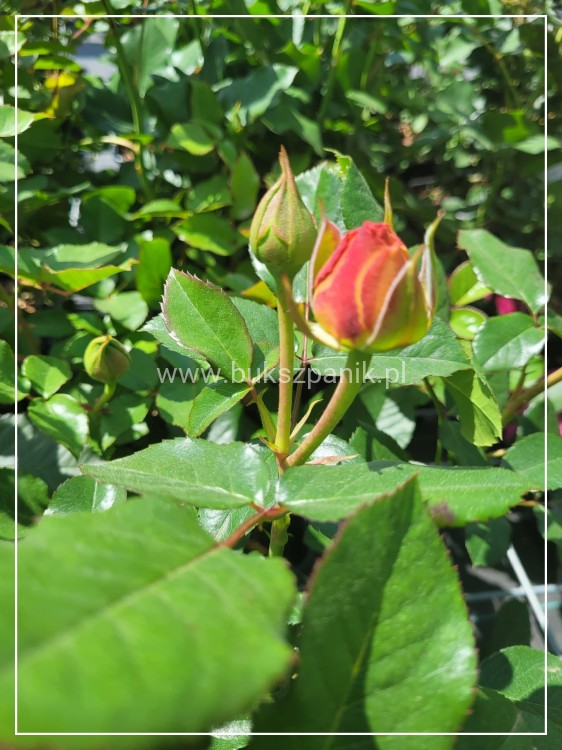 Róża wielkokwiatowa- Rosa IBIZA DENSIFLORA C4