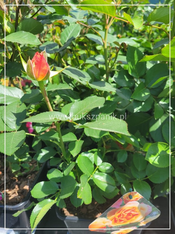 Róża wielkokwiatowa- Rosa IBIZA DENSIFLORA C4