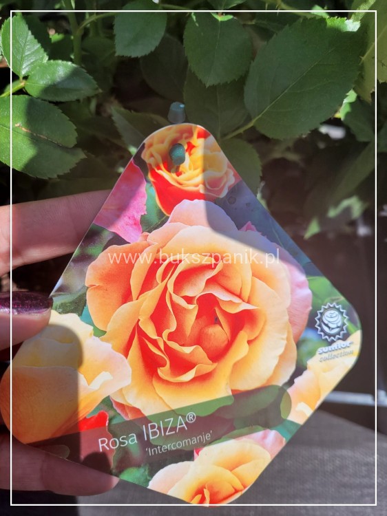 Róża wielkokwiatowa- Rosa IBIZA DENSIFLORA C4