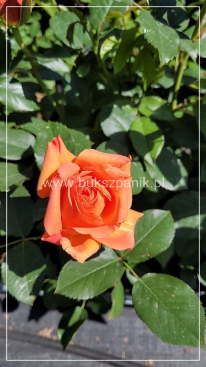 Róża wielkokwiatowa- Rosa IBIZA DENSIFLORA C4