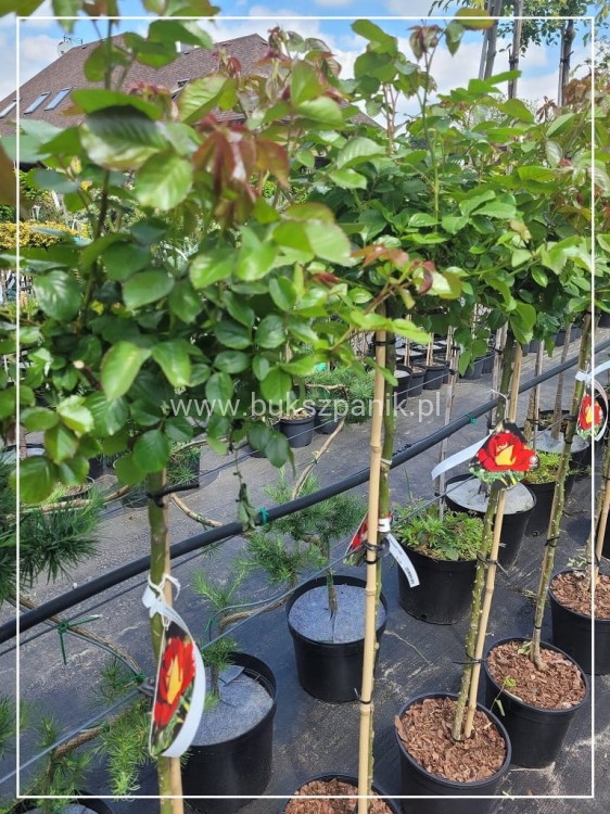 Róża KETCHUP & MUSTARD 'Wekzazette'PA110cm