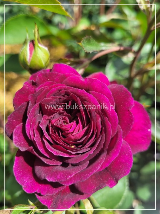 Róża pienna PURPLE EDEN 'Weksmopur' PA