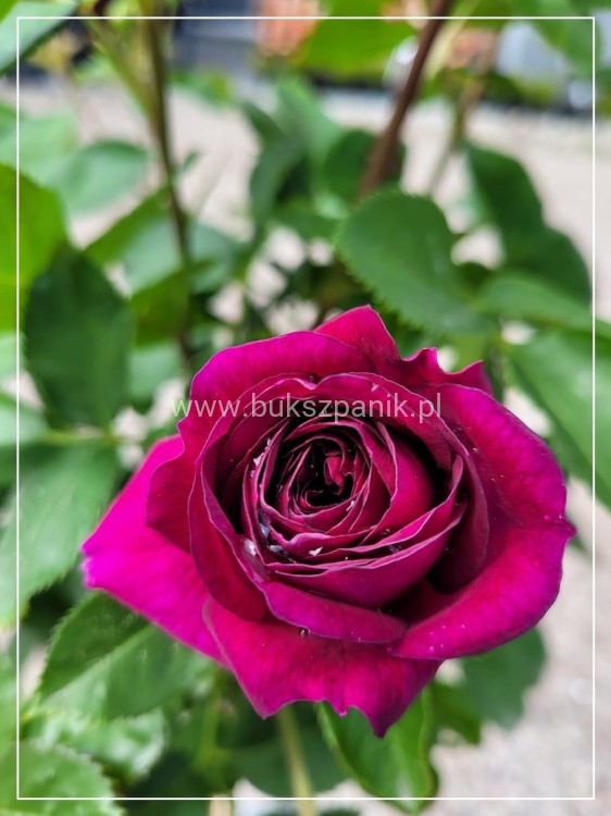 Róża pienna PURPLE EDEN 'Weksmopur' PA