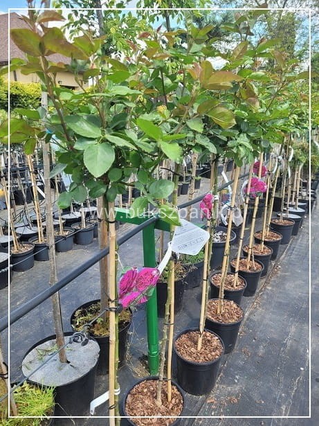 Róża pienna PURPLE EDEN 'Weksmopur' PA