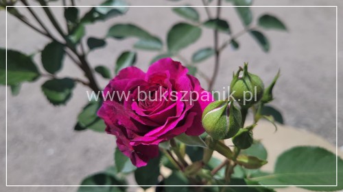 Róża PURPLE EDEN 'Weksmopur'