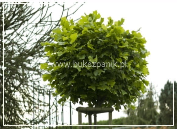 Tulipanowiec amerykański EDWARD GURSZTYN PBR Liriodendron tulipifera
