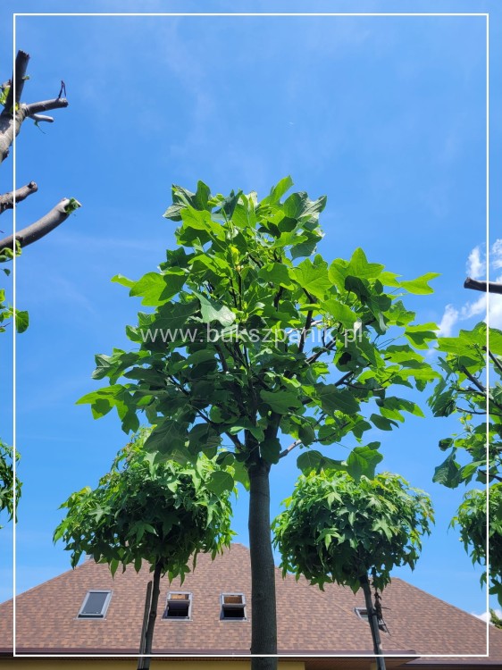 Tulipanowiec amerykański EDWARD GURSZTYN PBR Liriodendron tulipifera