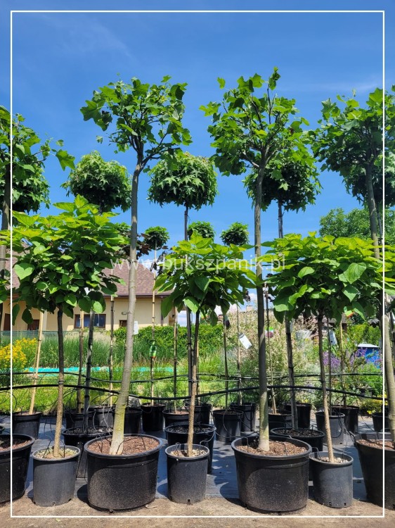 Tulipanowiec amerykański EDWARD GURSZTYN PBR Liriodendron tulipifera