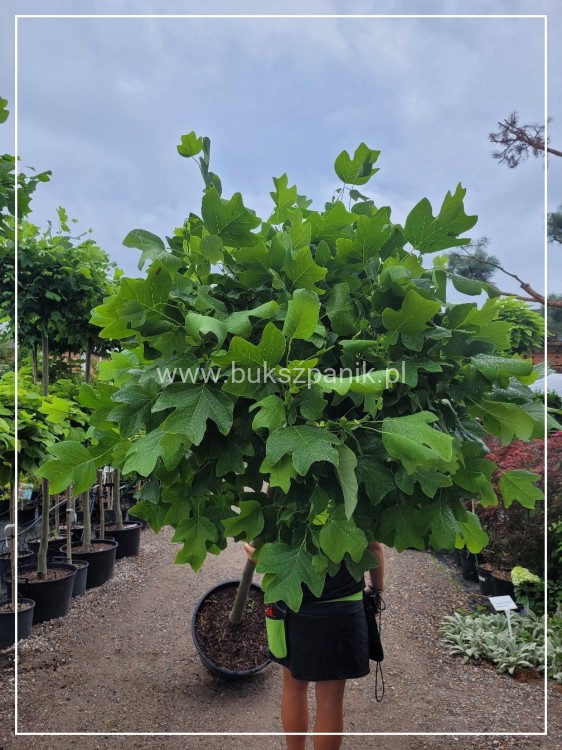 Tulipanowiec amerykański EDWARD GURSZTYN PBR Liriodendron tulipifera