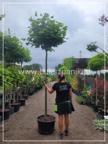 Tulipanowiec amerykański EDWARD GURSZTYN PBR Liriodendron tulipifera