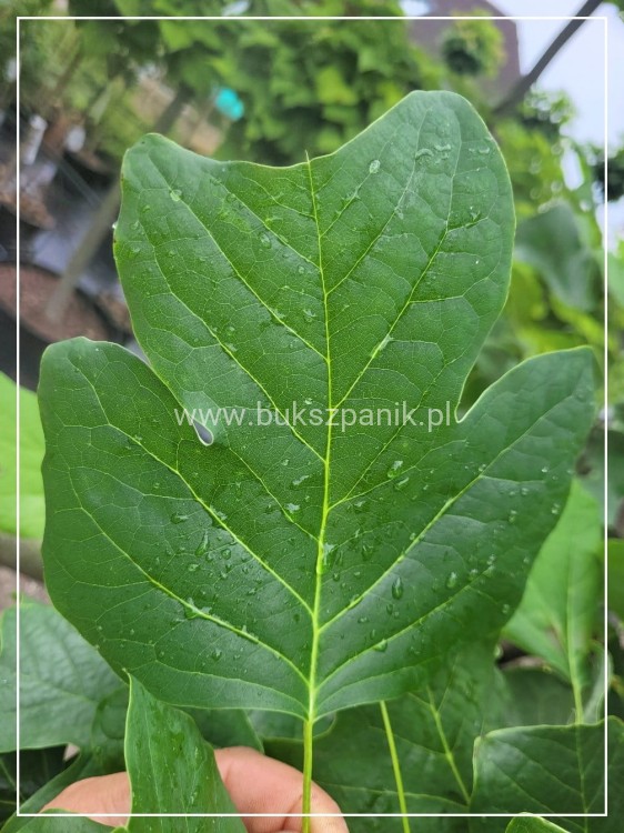 Tulipanowiec amerykański EDWARD GURSZTYN PBR Liriodendron tulipifera