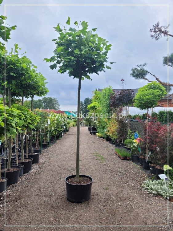 Tulipanowiec amerykański EDWARD GURSZTYN PBR Liriodendron tulipifera