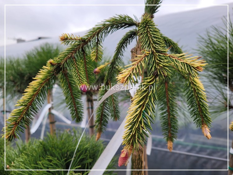 Świerk pospolity GOLD DRIFT C5l, 135-170/25- Picea abies
