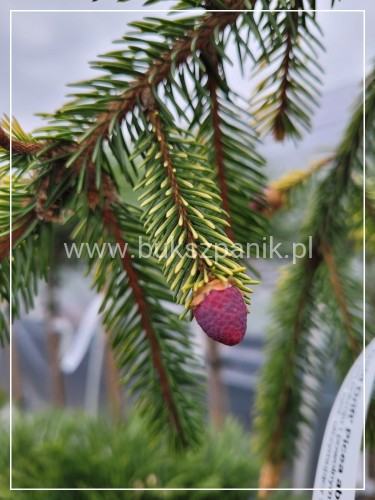 Świerk pospolity GOLD DRIFT C5l, 135-170/25- Picea abies