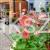 Kuklik Pink Petticoats- geum
