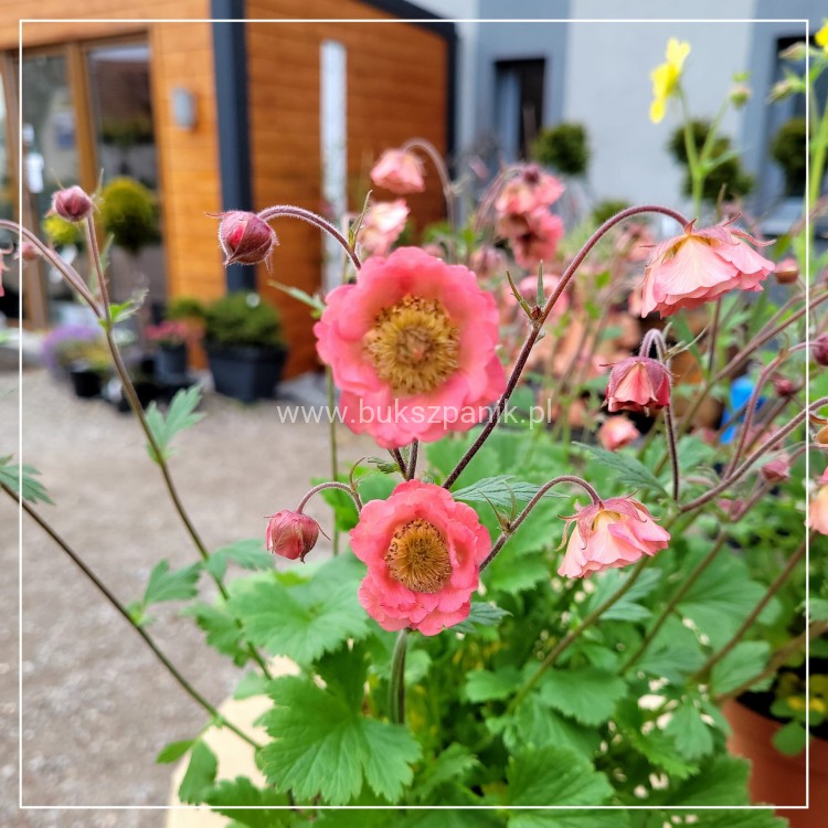 Kuklik Pink Petticoats- geum