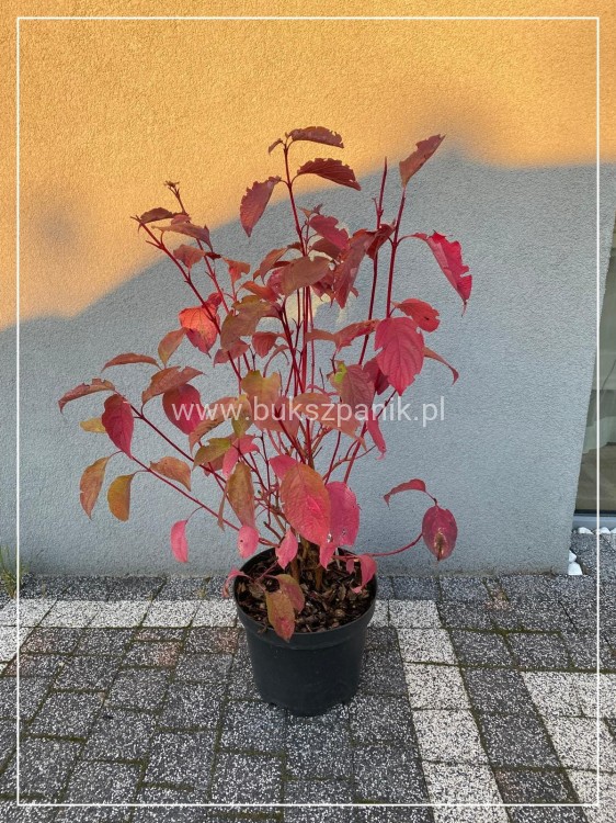 Dereń biały SIBIRICA - Cornus alba 3l