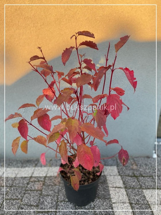Dereń biały SIBIRICA - Cornus alba 3l