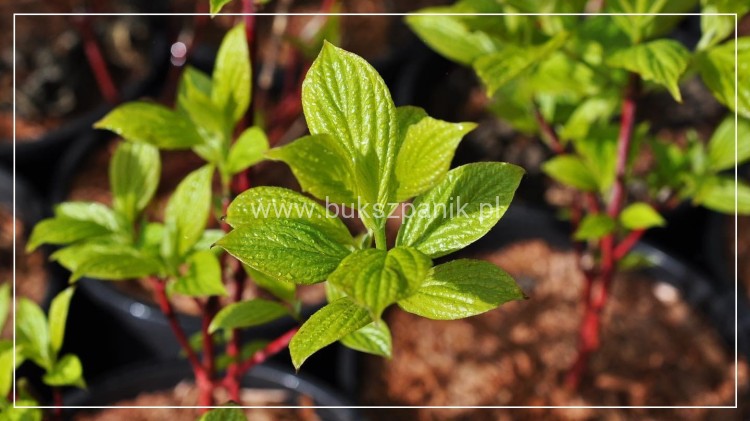 Dereń biały SIBIRICA - Cornus alba 3l
