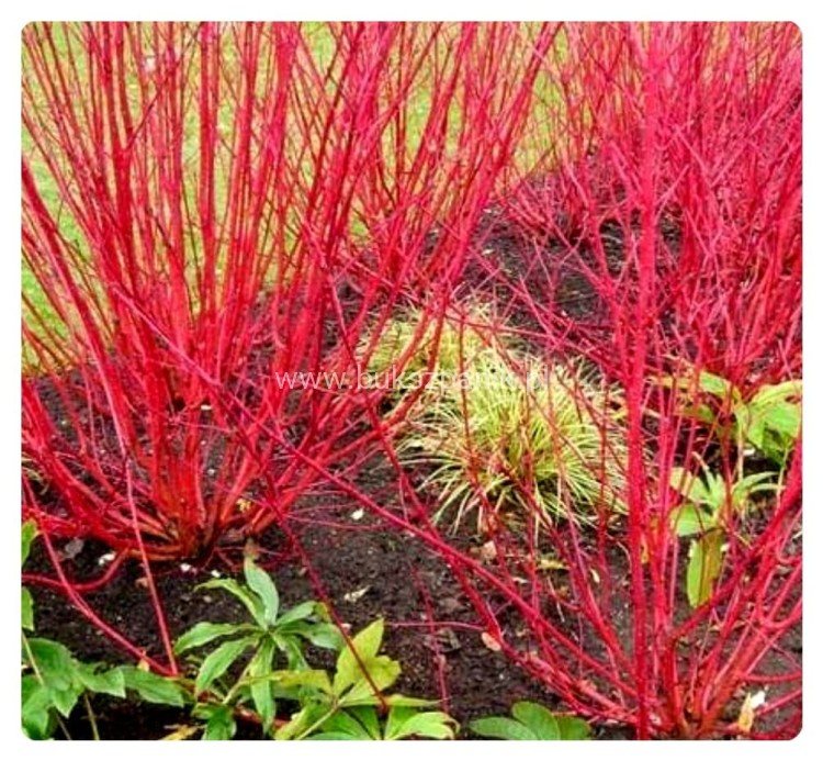 2Dereń biały SIBIRICA - Cornus alba 3l