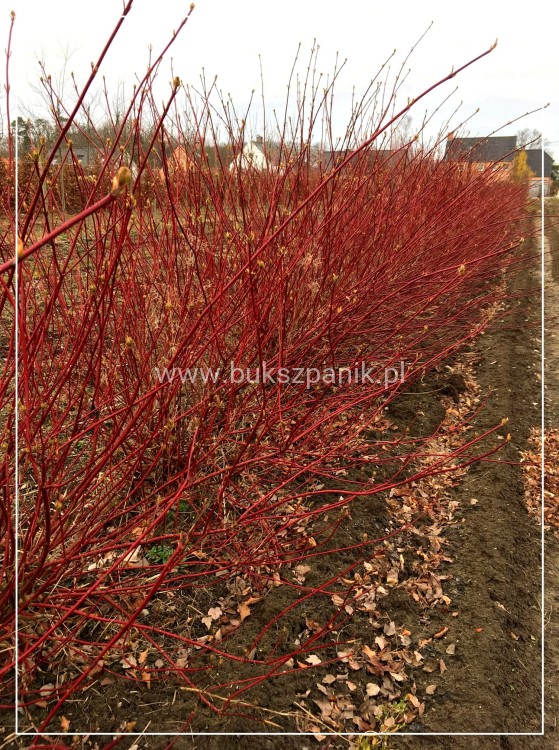 Dereń biały SIBIRICA - Cornus alba 3l