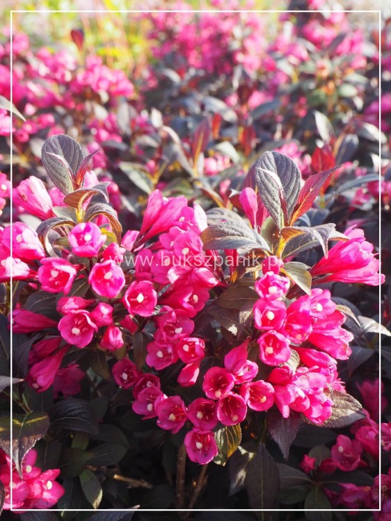 Krzewuszka cudowna MINOR BLACK- Weigela florida MINOR BLACK 5l
