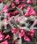 Krzewuszka cudowna MINOR BLACK- Weigela florida MINOR BLACK 5l