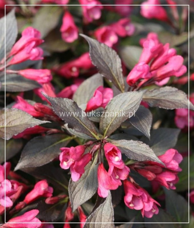 Krzewuszka cudowna MINOR BLACK- Weigela florida MINOR BLACK 5l