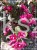 Krzewuszka cudowna MINOR BLACK- Weigela florida MINOR BLACK 5l