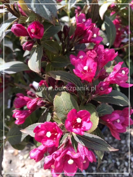 Krzewuszka cudowna MINOR BLACK- Weigela florida MINOR BLACK 5l