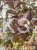 Krzewuszka cudowna MINOR BLACK- Weigela florida MINOR BLACK 5l