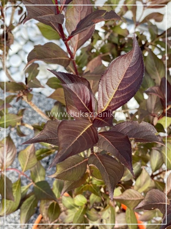 Krzewuszka cudowna MINOR BLACK- Weigela florida MINOR BLACK 5l