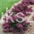 Krzewuszka cudowna MINOR BLACK- Weigela florida MINOR BLACK 5l