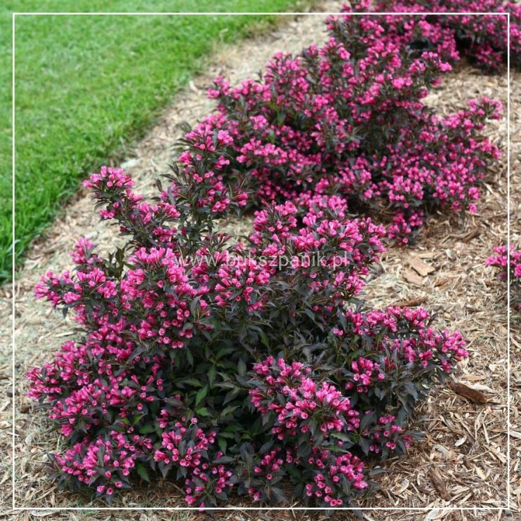 Krzewuszka cudowna MINOR BLACK- Weigela florida MINOR BLACK 5l