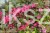 Krzewuszka cudowna MINOR BLACK- Weigela florida MINOR BLACK 5l