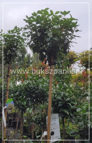 Wiśnia osobliwa Umbraculifera - Prunus eminens PA180-200cm ob. 4-6cm