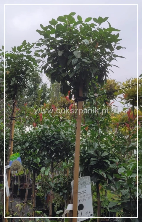 Wiśnia osobliwa Umbraculifera - Prunus eminens PA180-200cm ob. 4-6cm