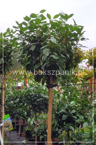 Wiśnia osobliwa Umbraculifera - Prunus eminens PA180-200cm ob. 4-6cm