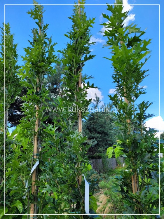 Dąb błotny GREEN PILLAR - Quercus Palustris- Pingreen wys. 200cm