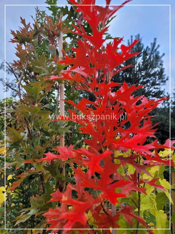 Dąb błotny GREEN PILLAR- Quercus Palustris