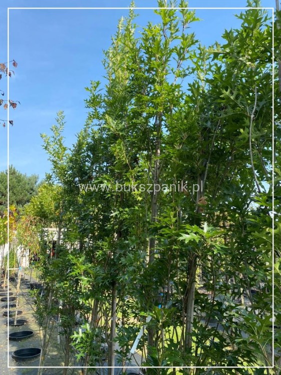 Dąb błotny GREEN PILLAR- Quercus Palustris