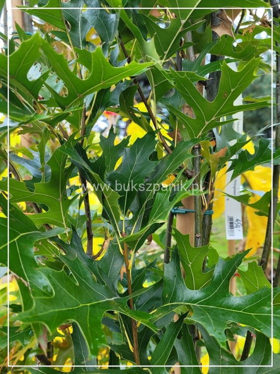 Dąb błotny GREEN PILLAR- Quercus Palustris