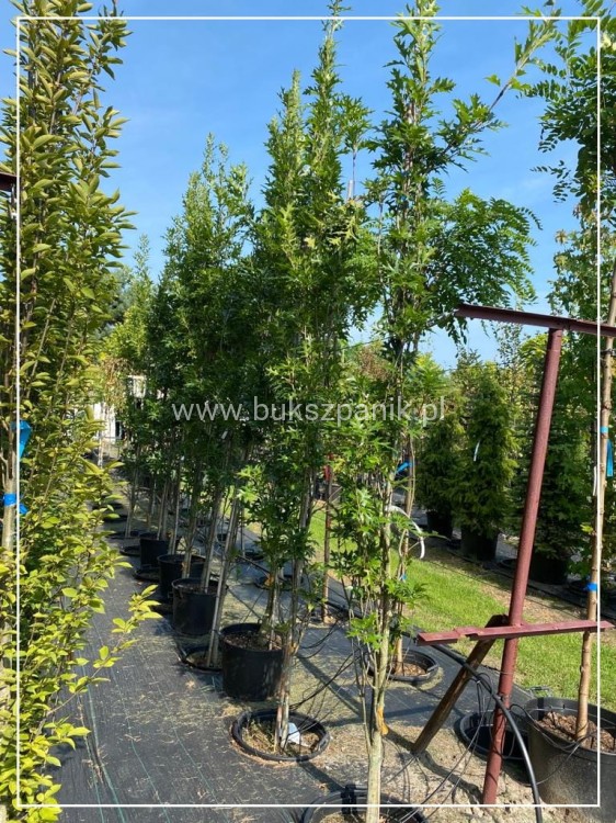 Dąb błotny GREEN PILLAR- Quercus Palustris