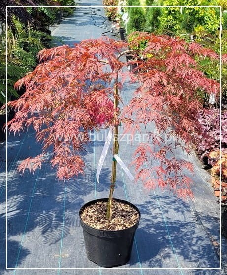 Klon palmowy 'Garnet'- Acer palmatum PA110-130/40-60cm C12l
