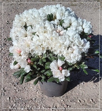 Różanecznik jakuszimański Schneekissen - Rhododendron