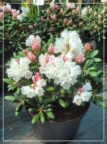 Różanecznik jakuszimański Schneekissen - Rhododendron